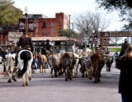 February - A visit to Cowtown (Fort Worth), Texas to see the Longhorn stampede. Such a fun atmosphere