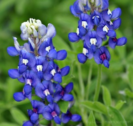 March - A very tough month. My mom was put into rehab for alcoholism. I ended my blog for a few months. But the bluebonnets stayed true...in color and performance.