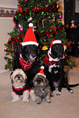 Our four furry festive pets.