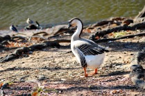 My favorite urban goose.
