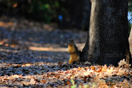 Surprised Squirrel.