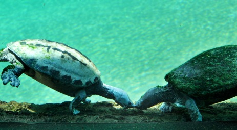 Sea Turtle Love.