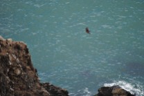 An Eagle on the move over Muir Beach outlook...