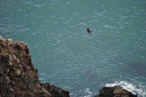 An Eagle on the move over Muir Beach outlook...