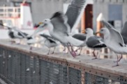 Seagulls on Fisherman's wharf on the move...
