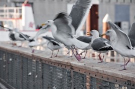 Seagulls on Fisherman's wharf on the move...