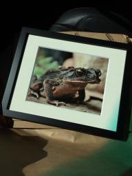 My Texas Toad framed and ready for Art7 Gallery.
